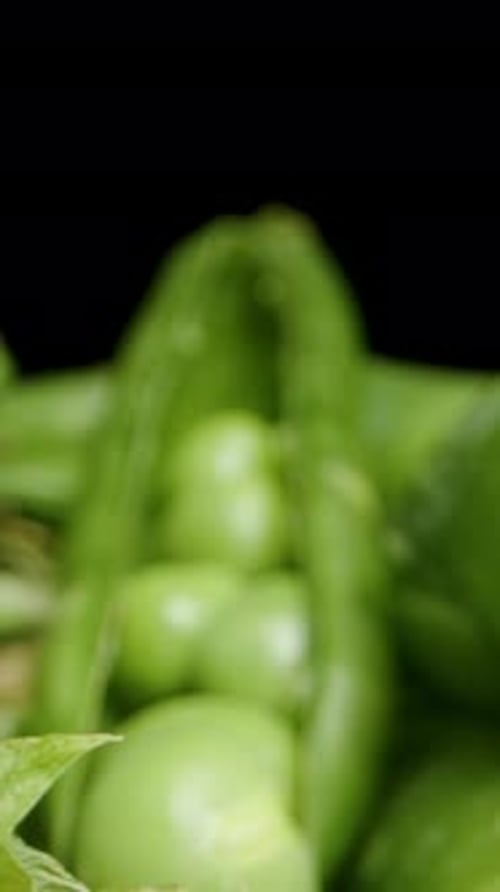 Vertical video. Green Pea Pods scattered on the table, Peas inside, macro filming. Dolly slider.