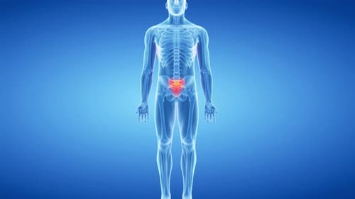 Human sacrum bone glowing red within a transparent skeletal body structure
