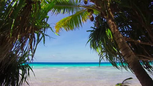 Travel, Seascape and Nature Concept - Tropical Beach with Coconut Trees In