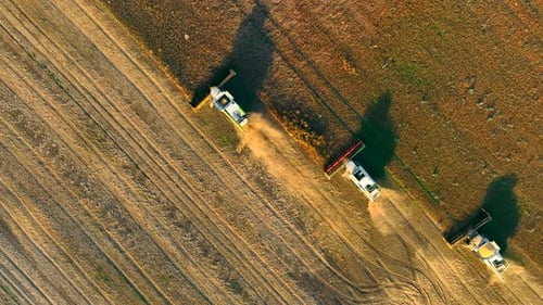 Ernte von Sojabohnen Aerila Draufsicht Schönes Bild Von Sojabohnenernte Landwirtschaft