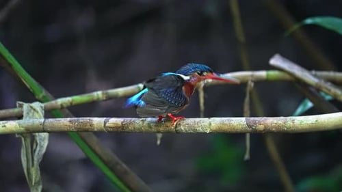 Adult Blue-eared Kingfisher Bird Perched On A Small Branch Over The Pond. Slow Motion Shot