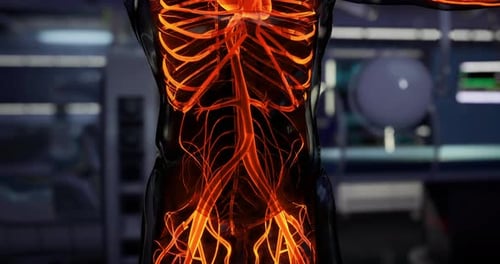 Detailed View of Human Anatomy Highlighting Veins and Arteries in the Torso