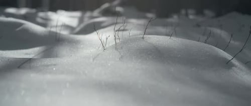 Snow covered forest ground under the winter sun light