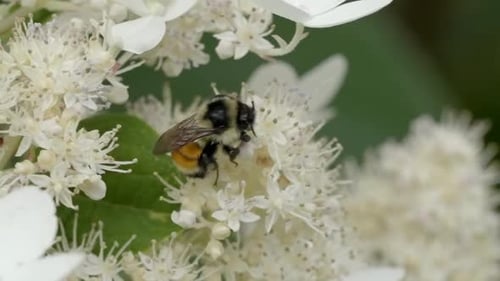 Extreme Detail of an Insect Working on a Plant for Pollen Gathering