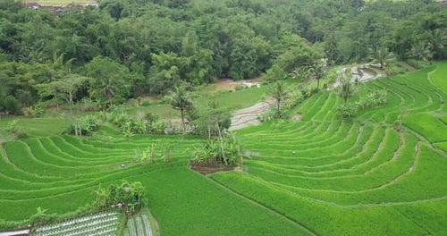 Drone video of beautiful rural landscape of Indonesia. green Terraced rice field with some coconut t