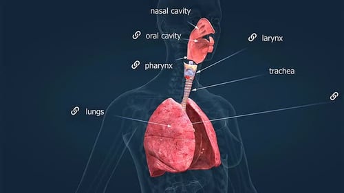 3D Animation of Human Respiratory System Anatomy with Labels