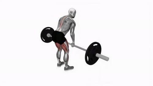 Barbell Stiff Leg Deadlift fitness exercise workout animation video male muscle highlight 4K 60 fps