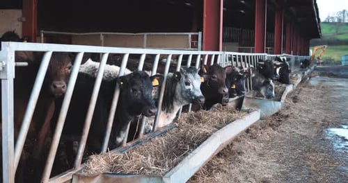 Cattle Eating Hay in a Farm Building