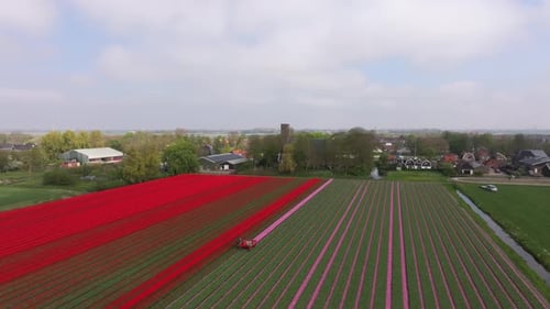 Aerial view of tulip rows being trimmed by cutter in Netherlands
