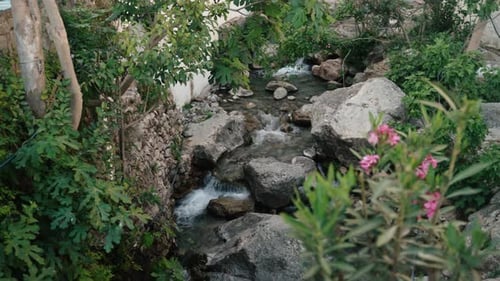 Narrow Stream Flowing Through Rocks And Lush Greenery With Pink Flowers In Foreground. POV, handheld