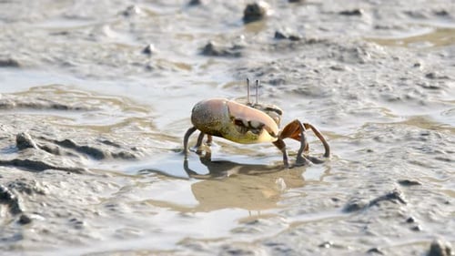 Fiddler Crabs walking on sandy beach and eating. Group of Ghost crabs across a muddy wetland area