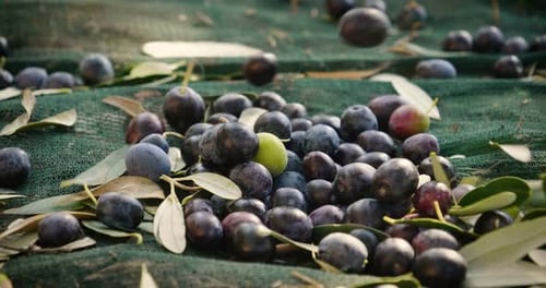 Harvest of freshly squeezed olives from the tree for the production of extra virgin olive oil prod