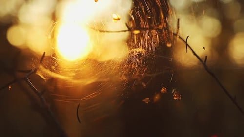 Winziges Spinnennetz und Spinne im Wald, die durch die untergehende Sommersonne aufgehellt werden. Sommerstimmung in
Sc