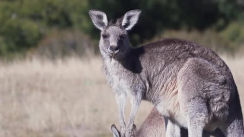 Close-Up Portrait of Wallaby Chewing Grass