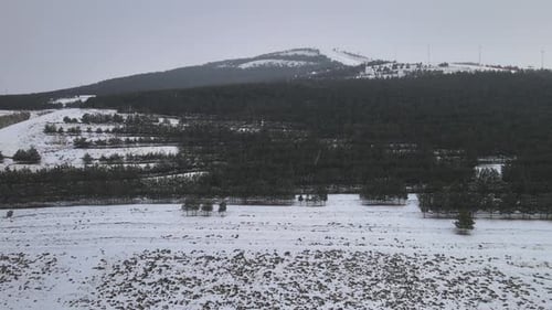 Snowy Winter Landscape Aerial Over Evergreen Trees