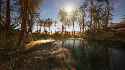 Palm Oasis with Clear Water Under Bright Sun in Desert Landscape