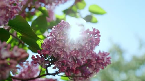 Fleurs de
lilas roses qui fleurissent en plein soleil dans un ciel bleu. Rayons de soleil éclatants qui tombent