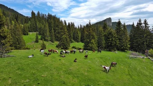 Herd of Horses That Eat Grass Drink Water and Graze in Meadow with Fir Trees Against Backdrop of