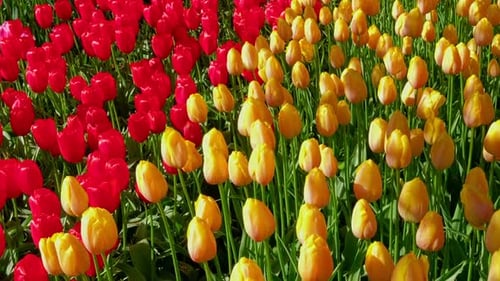 Blooming Tulips in Keukenhof Flower Garden Lisse the Netherlands
