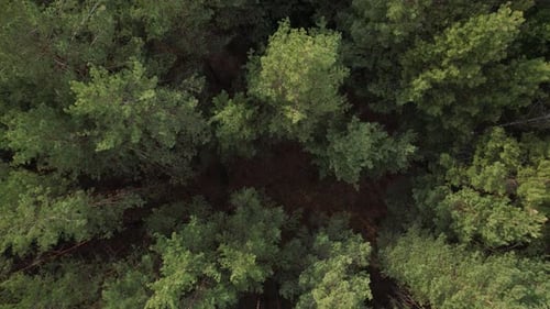 Up From The Forest Between Trees