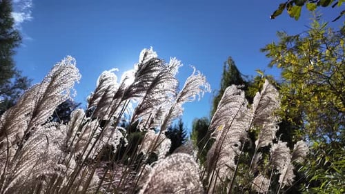 Tall Grass Waving in Sunlight