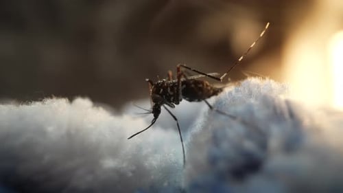 Closeup View of a Mosquito Resting on a Delicate Surface