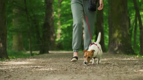 Dog Pulling Leash While Walking in Park