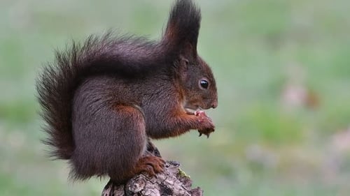 Fluffy Squirrel Eats Nut on Log in Forest