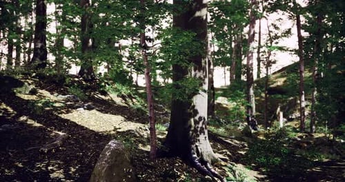 Sonnenlicht dringt durch Bäume in einer üppigen Waldlandschaft