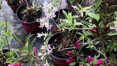 Potted Plants with Flowers and a Bee