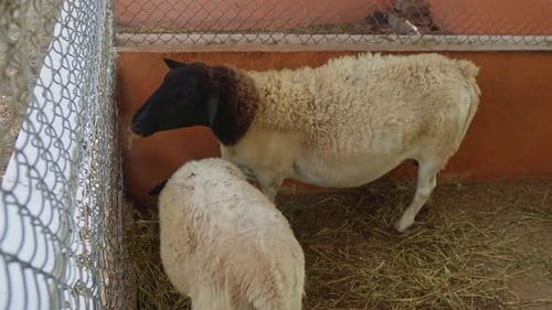 einige Schafe fressen im Stall