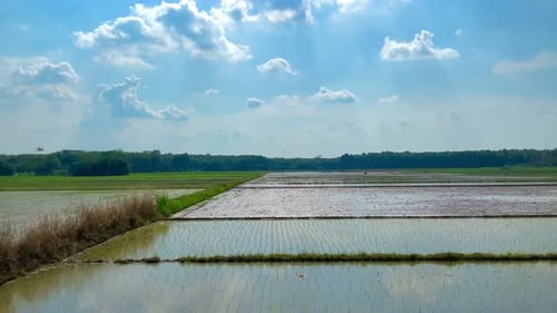 fresh and peaceful in the rice fields
