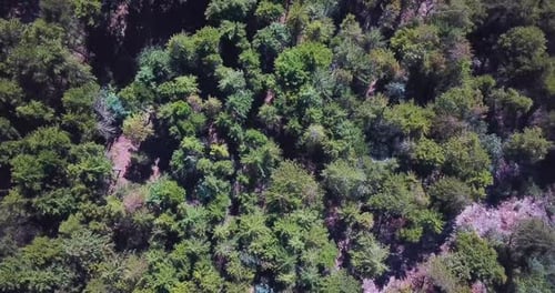 Beautiful forest shot on drone top down view. View of treetops on a small forest. Countryside villag