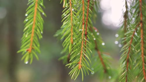 Wet spruce branch with raindrops