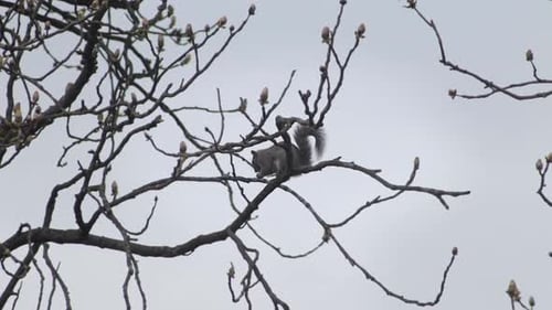Grey Squirrel Perched High Up On Swaying Tree Branch Eating Nut Slow Motion Daytime Overcast Windy B