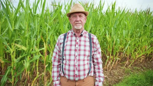 Senior Adult Farmer Standing in a Cornfield