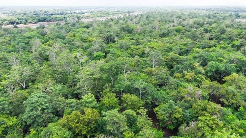 Cinematic aerial flyover of lush tropical rainforest canopy stretching far