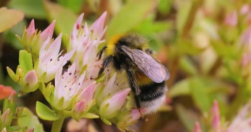 Bumblebee Gathers Nectar on Pink Flowers