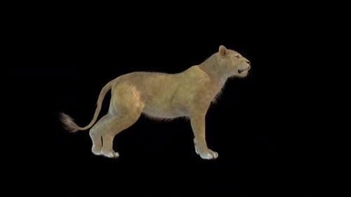Lioness Roar