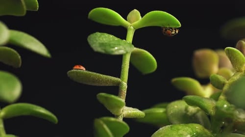 Close up two ladybug crawling on the top of the green plant
