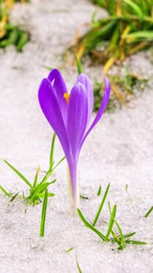Vertical Closeup of Saffron Crocus Flower Bloom and Snow Melts Fast in Spring Time Lapse
