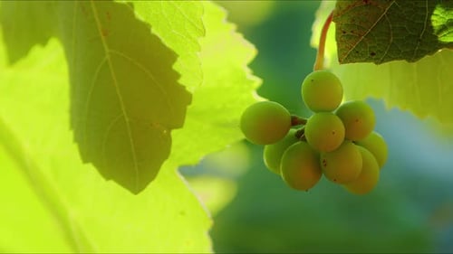 Yellow Grapes On The Branch And Sunlight