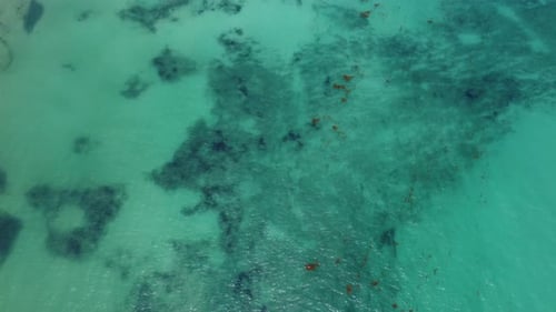 Crystal clear water, coral reef, algae. Playa Del Carmen. Mexico