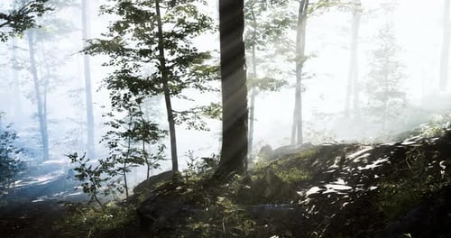 Soft Light Filters Through Trees in a Misty Forest During Morning Hours