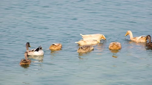 Static view of ducks with different plumage in calm water, Bangladesh