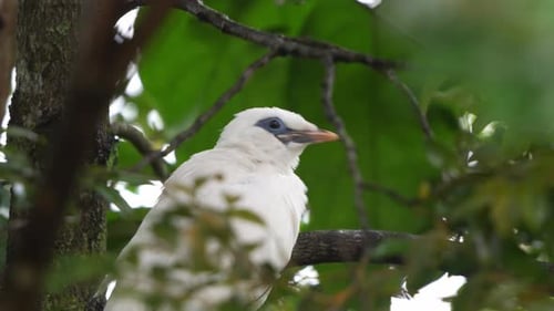 Bali myna, leucopsar rothschildi, perched on tree branch in its natural habitat, preening and groomi
