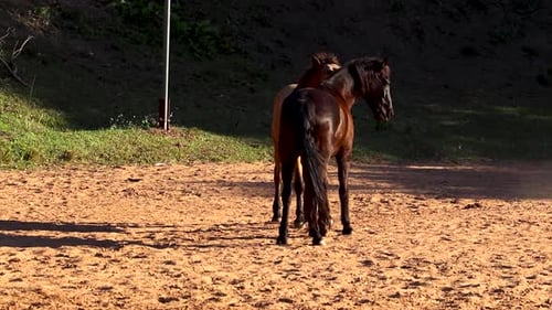 Two horses stand close together, nuzzling each other affectionately amidst the greenery and shade of