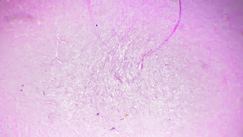 High Magnification 40x of Human Cerebrum in Section Filmed on White Background