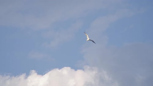Slow motion shot of a seagull flying above the beach