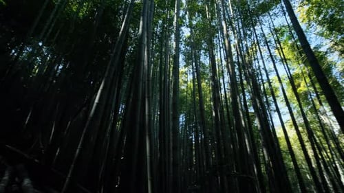 Bamboo forest against blue sky in Japan.